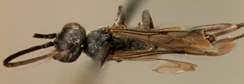 Media type: image;   Entomology 13633 Aspect: habitus dorsal view